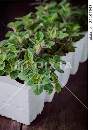 Oregano Seedling in Seedling Cups.  22167948