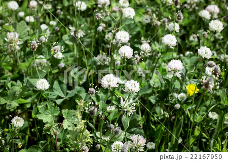 Spring Summer Flowers on a Green Background 22167950