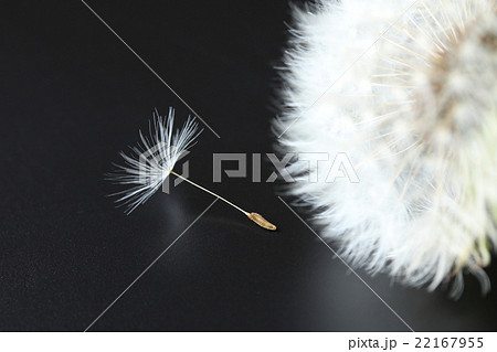 タンポポの綿毛 22167955