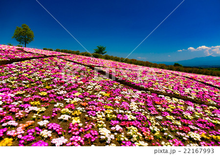 くじゅう花公園 22167993