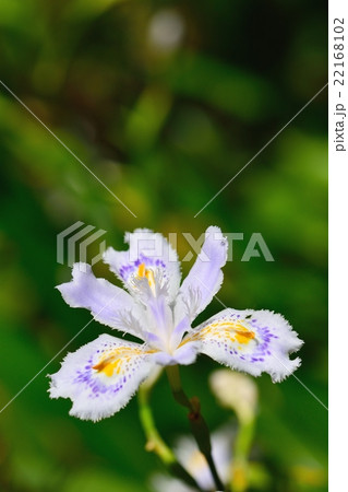 シャガの花のクローズアップ 22168102