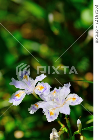 シャガの花のクローズアップ 22168103