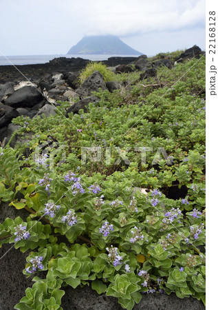 ハマゴウと八丈小島 ハマゴウと八丈小島 22168128