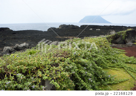 ハマゴウと八丈小島 ハマゴウと八丈小島 22168129