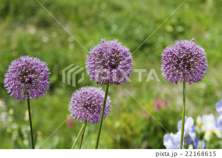 アリウムギガンティウム アリウムギガンティウム 22168615