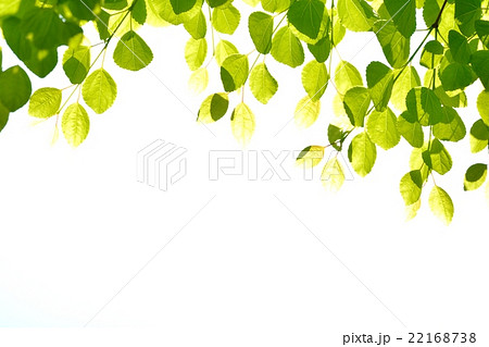 新緑(カツラの葉) 新緑(カツラの葉) 22168738