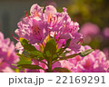 purple flower Rhododendron 22169291