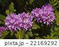 Purple flowers of Rhododendron 22169292