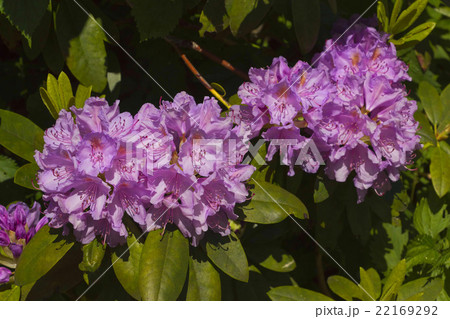 Purple flowers of Rhododendron 22169292