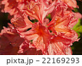 red flower Rhododendron 22169293
