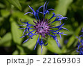 Cornflower detail flower garden 22169303