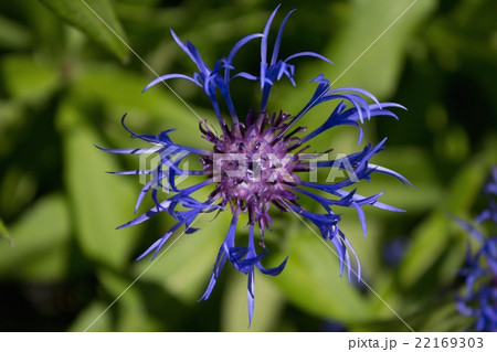 Cornflower detail flower garden Cornflower detail flower garden 22169303