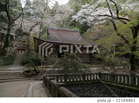 春の室生寺「本堂(灌頂堂)」と堀と「五重塔」 春の室生寺「本堂(灌頂堂)」と堀と「五重塔」 22169861