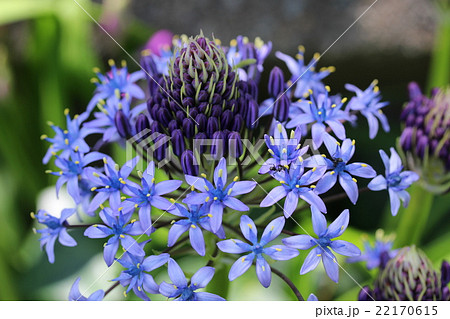 シラーの花 シラーの花 22170615