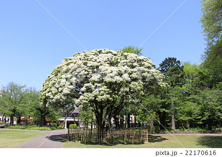 ヒトツパタゴ 22170616