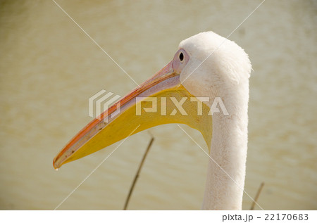 Close-up of the head with a large beak pelican 22170683