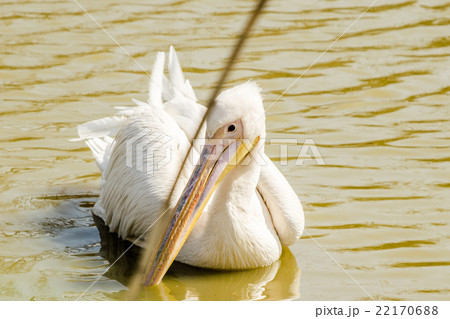 Pelican swimming in the pond Pelican swimming in the pond 22170688