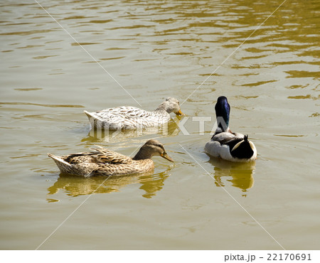 Three wild ducks swimming in the pond Three wild ducks swimming in the pond 22170691