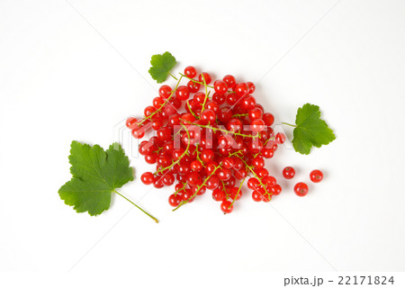 Sprigs of red currant berries 22171824