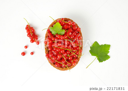 Fresh picked red currants 22171831