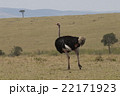 ダチョウ 22171923