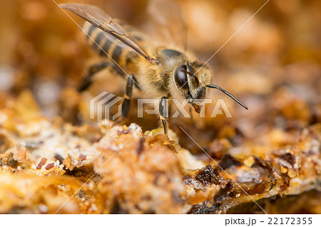 二ホンミツバチ 斜め横から 複眼にピント 二ホンミツバチ 斜め横から 複眼にピント 22172355