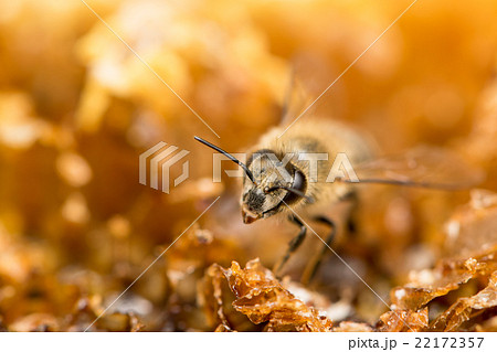 二ホンミツバチ 正面より斜め前 複眼にピントの写真素材 [22172357