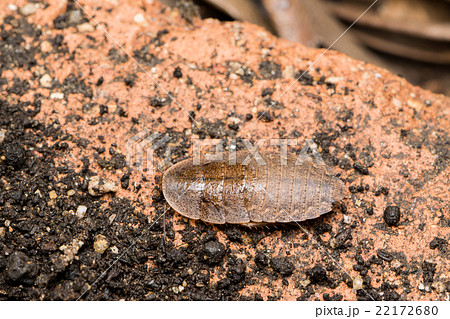 サツマゴキブリ 幼虫の写真素材