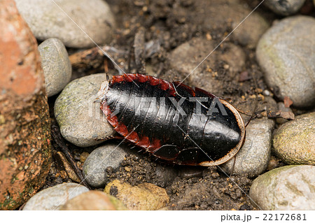 サツマゴキブリ　成虫 22172681