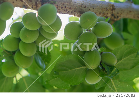 鈴なりの南高梅 小さめ 鈴なりの南高梅 小さめ 22172682