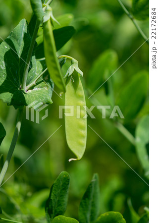 キヌサヤエンドウ　収穫時期 22172684