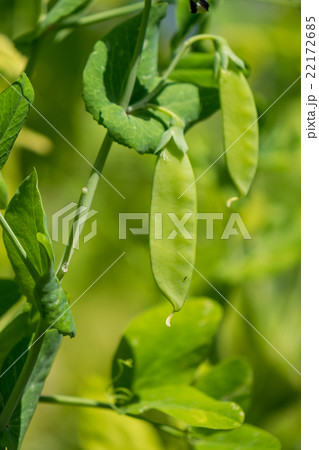 キヌサヤエンドウ 収穫時期2 キヌサヤエンドウ 収穫時期2 22172685