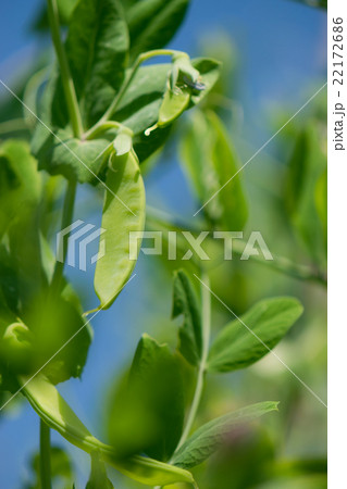 キヌサヤエンドウ　青空バック 22172686