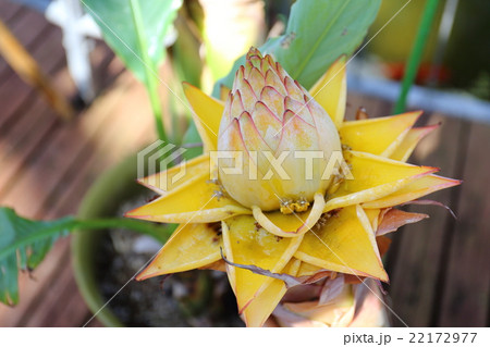 地湧金蓮花 地湧金蓮花 22172977