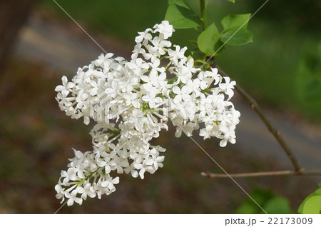 白いリラ 22173009