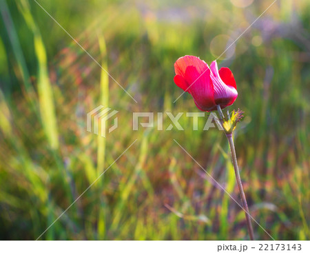 blossoming red flower 22173143