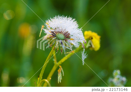blossoming flower dandelion 22173146