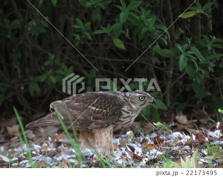 オオタカ 22173495