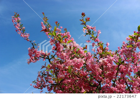 カイドウの花 22173647