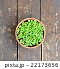 鉢植え 22173656