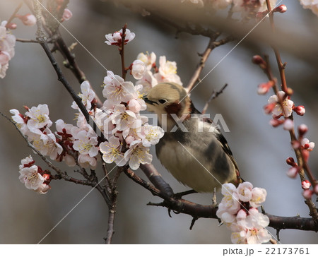 梅とコムクドリ 梅とコムクドリ 22173761