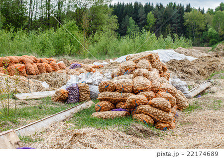 potatoes in the bags at farmers market 22174689