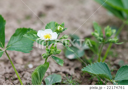 strawberry flowers 22174761