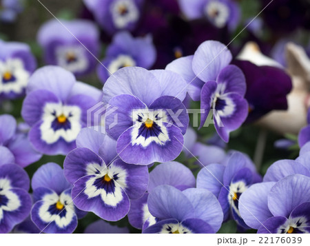 パンジー 22176039
