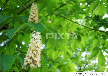 満開のトチノキの花 満開のトチノキの花 22176643