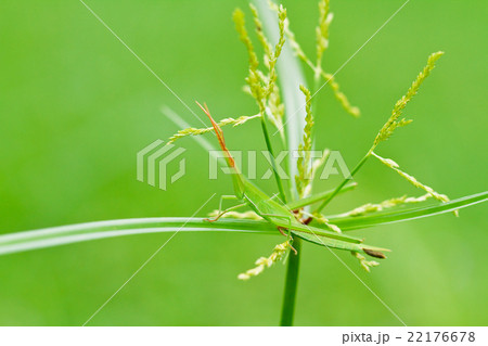 Grasshopper 22176678