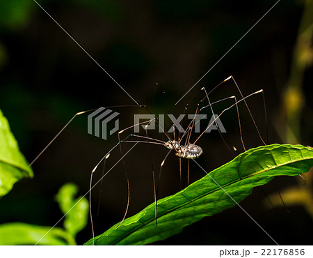 Long legs spider 22176856