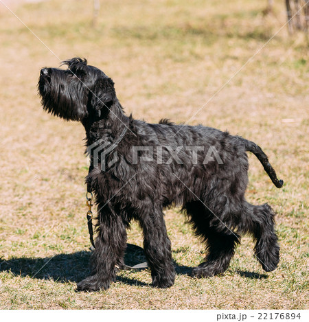 Black Giant Schnauzer or Riesenschnauzer dog 22176894