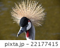 ホオジロカンムリヅル 22177415