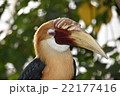 サイチョウ 22177416